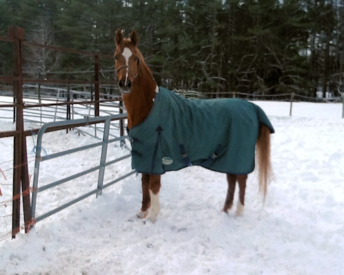 Horse in Snow